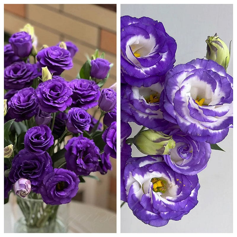 🔥Последен ден на продажба💝Eustoma Thornless Rose💐Семена от лизиантус