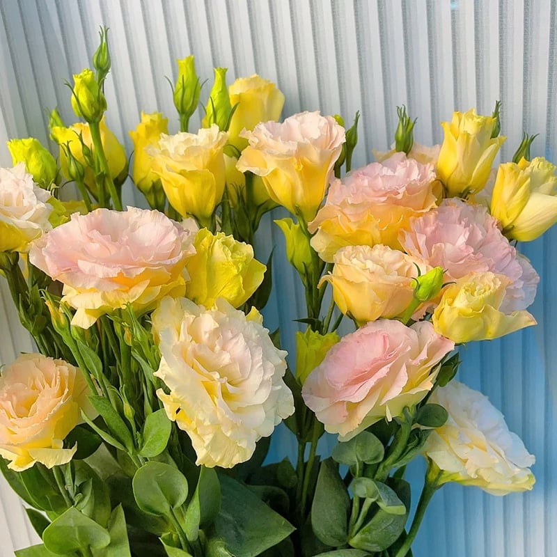 🔥Последен ден на продажба💝Eustoma Thornless Rose💐Семена от лизиантус