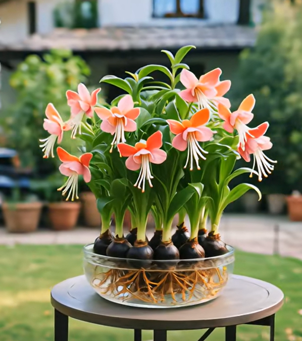 Луковици на цветя Phalaenopsis фенер