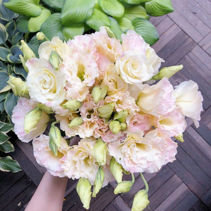 🔥Последен ден на продажба💝Eustoma Thornless Rose💐Семена от лизиантус