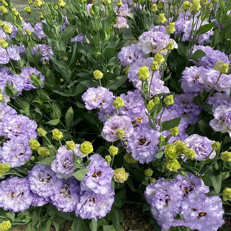 🔥Последен ден на продажба💝Eustoma Thornless Rose💐Семена от лизиантус