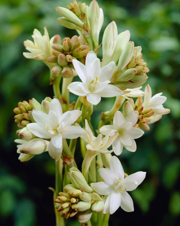 Двойна тубероза 🌸 - Голям луковичен цвят