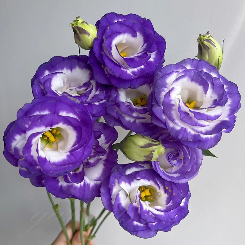 🔥Последен ден на продажба💝Eustoma Thornless Rose💐Семена от лизиантус