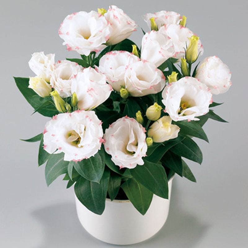 🔥Последен ден на продажба💝Eustoma Thornless Rose💐Семена от лизиантус