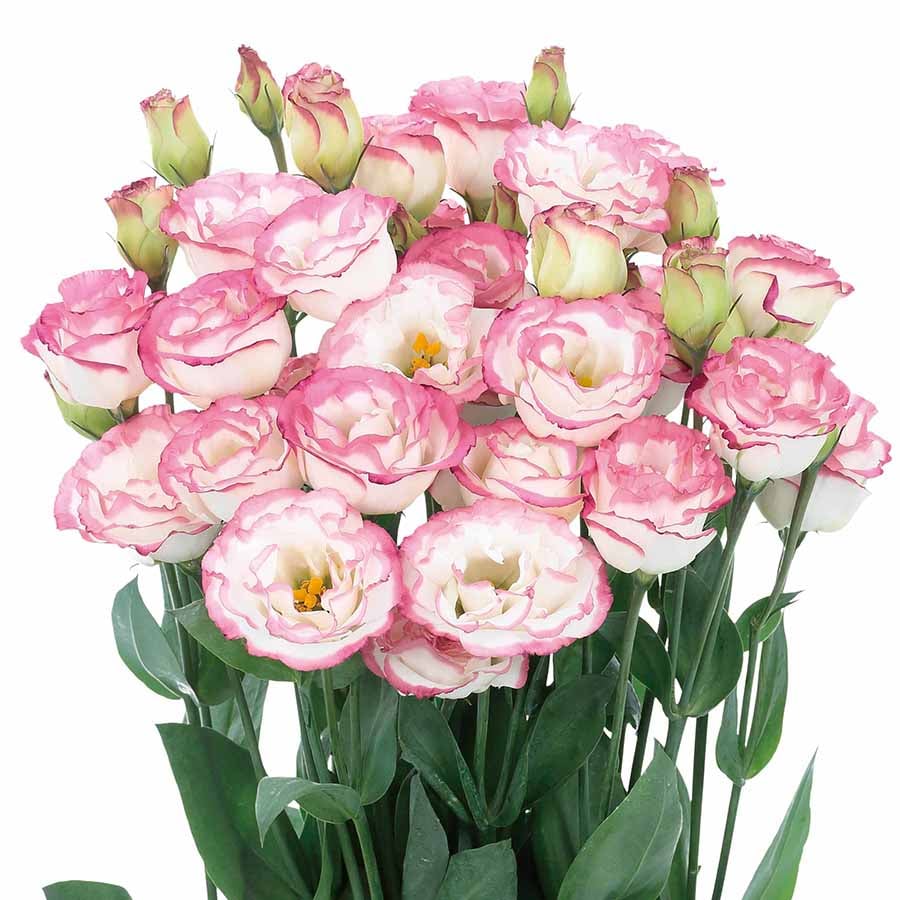 🔥Последен ден на продажба💝Eustoma Thornless Rose💐Семена от лизиантус
