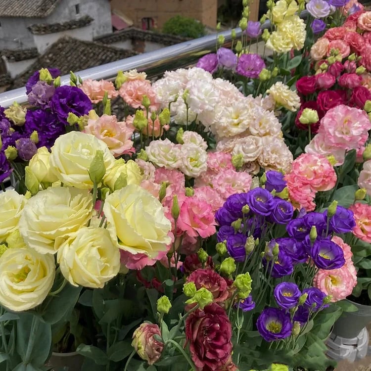 🔥Последен ден на продажба💝Eustoma Thornless Rose💐Семена от лизиантус