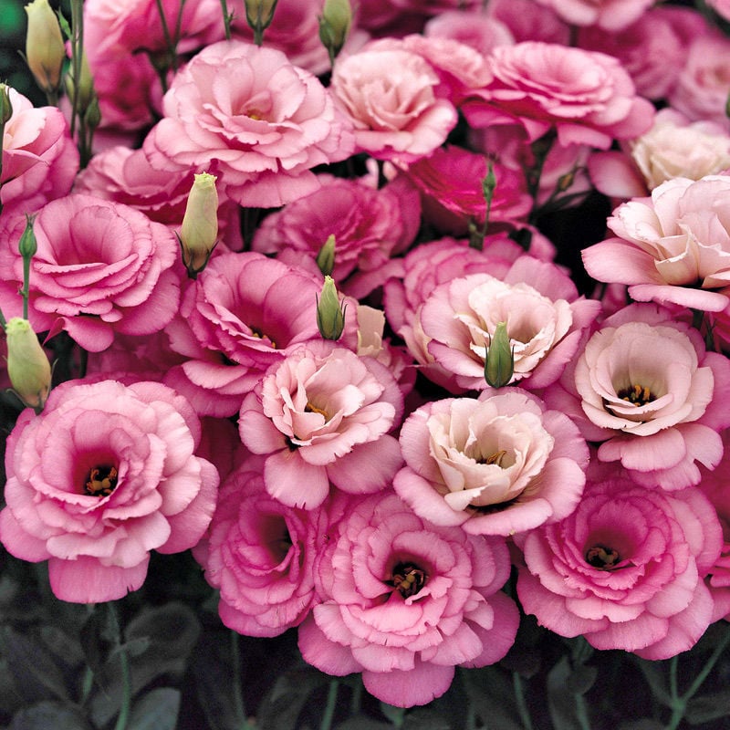 🔥Последен ден на продажба💝Eustoma Thornless Rose💐Семена от лизиантус