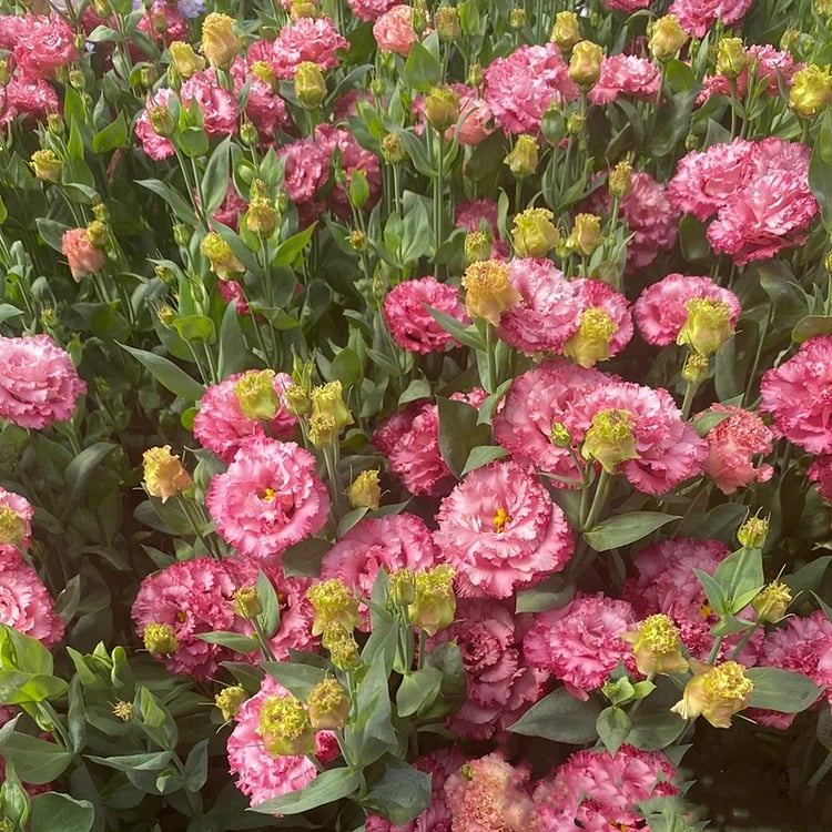 🔥Последен ден на продажба💝Eustoma Thornless Rose💐Семена от лизиантус
