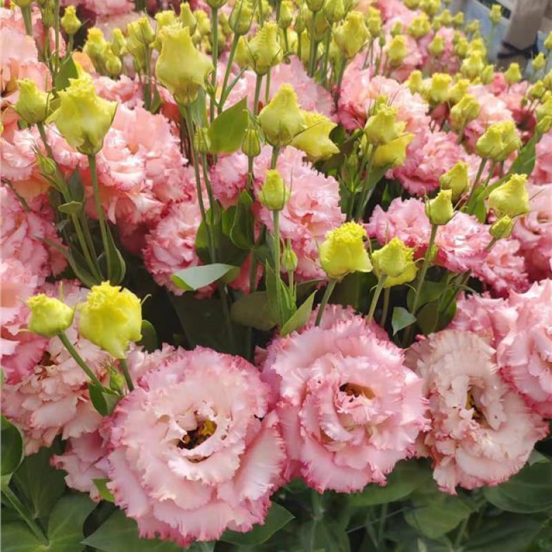 🔥Последен ден на продажба💝Eustoma Thornless Rose💐Семена от лизиантус