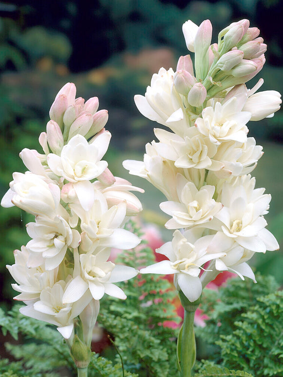 Двойна тубероза 🌸 - Голям луковичен цвят