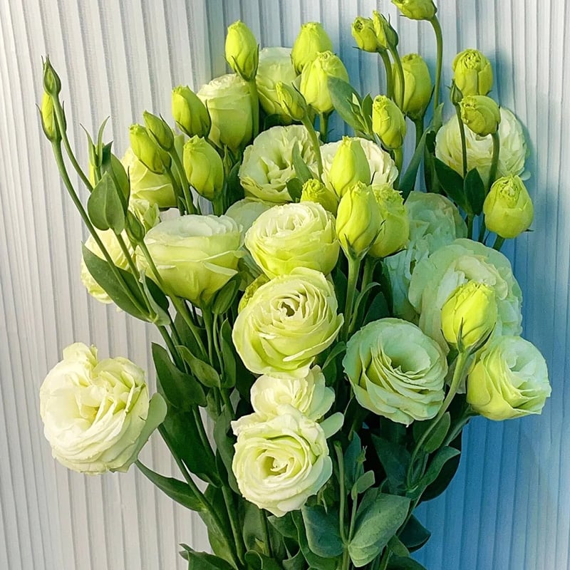🔥Последен ден на продажба💝Eustoma Thornless Rose💐Семена от лизиантус