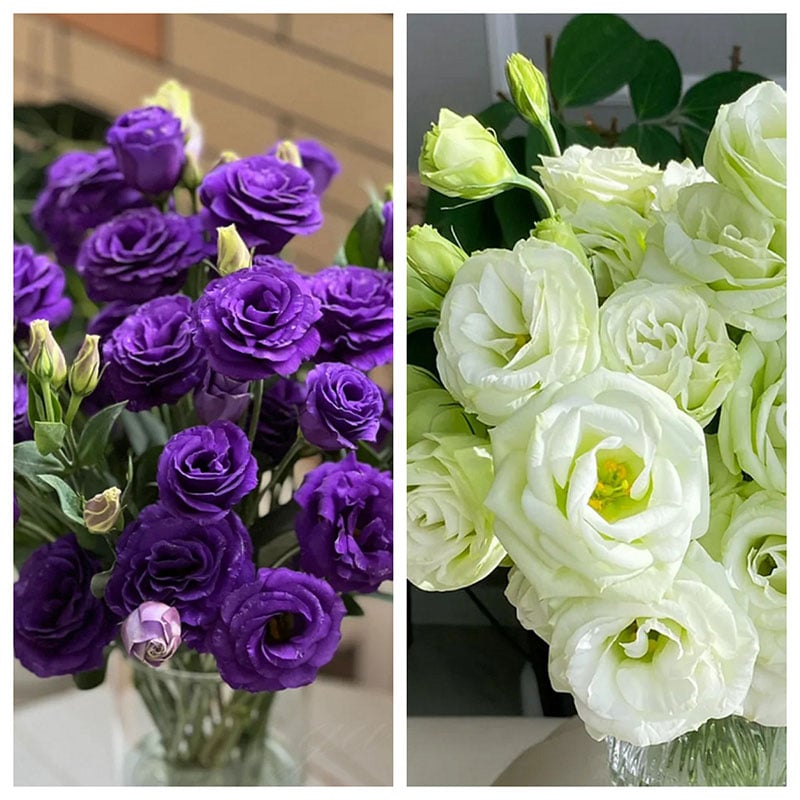 🔥Последен ден на продажба💝Eustoma Thornless Rose💐Семена от лизиантус