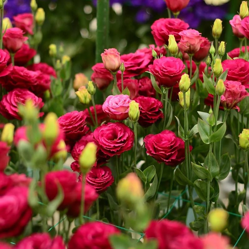 🔥Последен ден на продажба💝Eustoma Thornless Rose💐Семена от лизиантус
