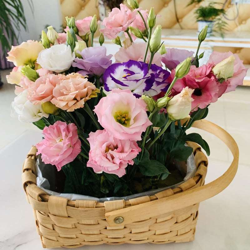 🔥Последен ден на продажба💝Eustoma Thornless Rose💐Семена от лизиантус