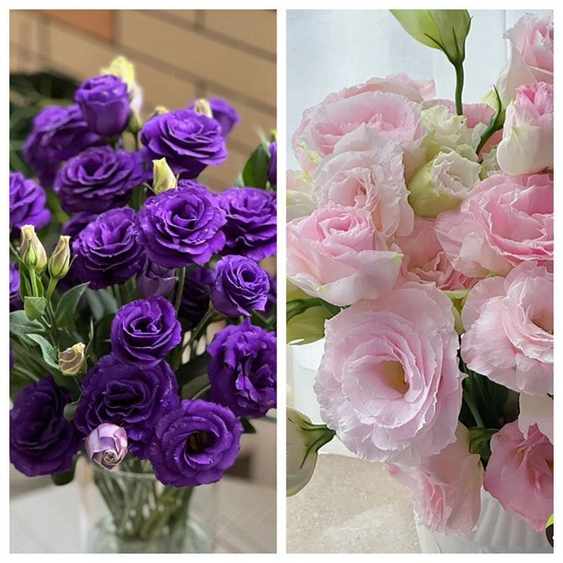 🔥Последен ден на продажба💝Eustoma Thornless Rose💐Семена от лизиантус