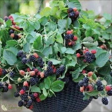 Сладки гигантски семена от къпина