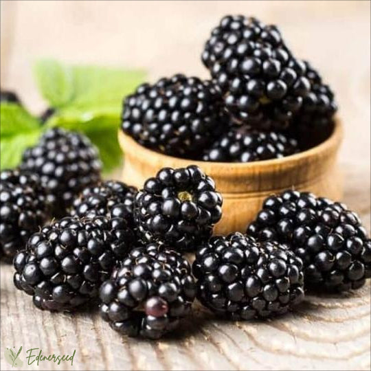 Сладки гигантски семена от къпина