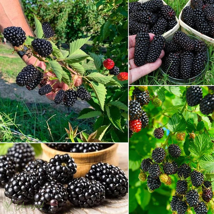 Сладки гигантски семена от къпина