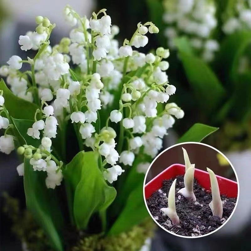💐МОМИНА СЪЛЗА – ЩАСТИЕТО ПРИСТИГА