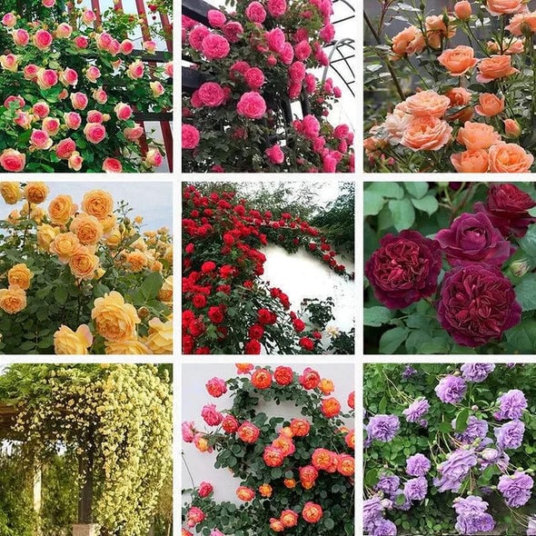 🌺Семена от катерлива роза