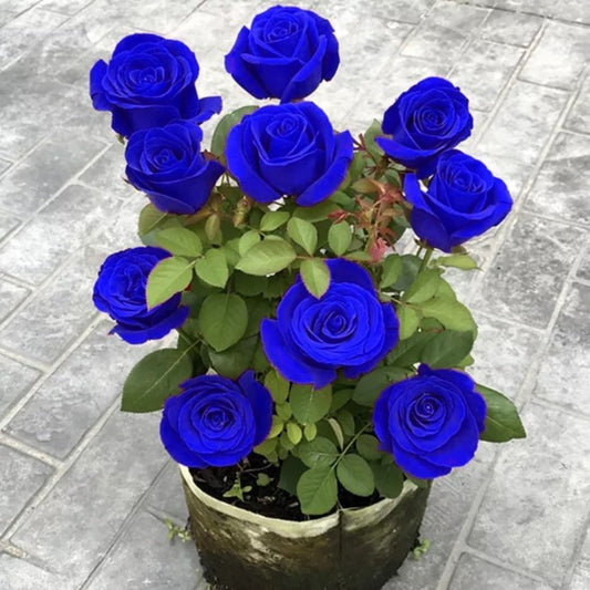 💙СЕМЕНА ОТ РОЗА BLUE ECHANTRESS✨