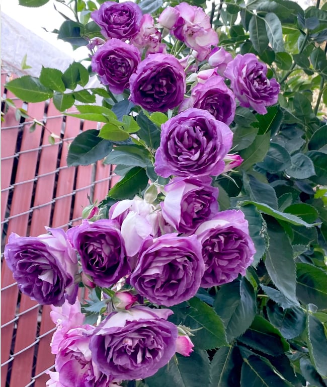 🌺Семена от катерлива роза