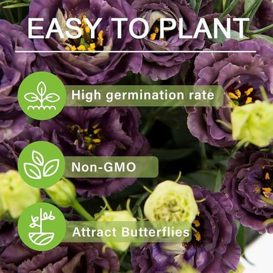 🔥Последен ден на продажба💝Eustoma Thornless Rose💐Семена от лизиантус