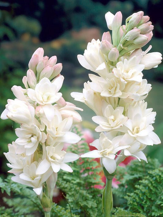 Двойна тубероза 🌸 - Голям луковичен цвят