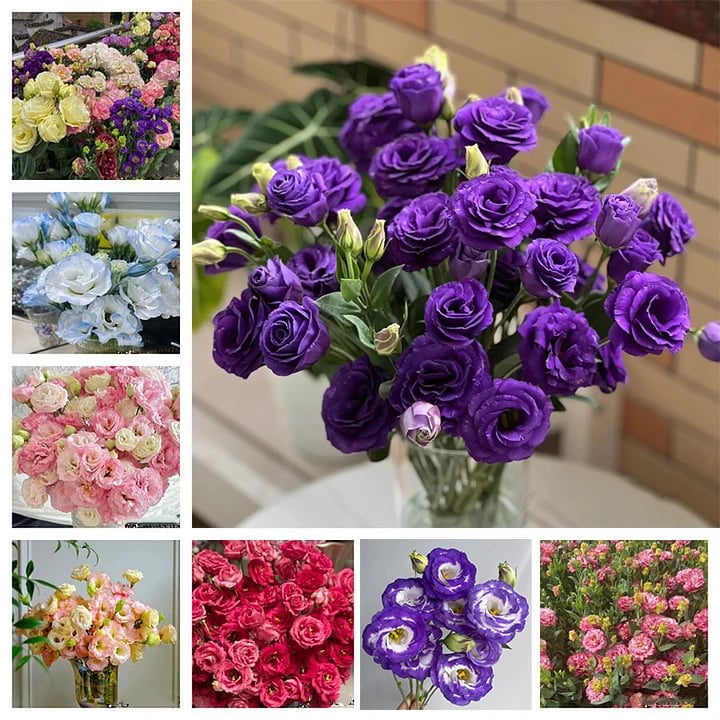 🔥Последен ден на продажба💝Eustoma Thornless Rose💐Семена от лизиантус